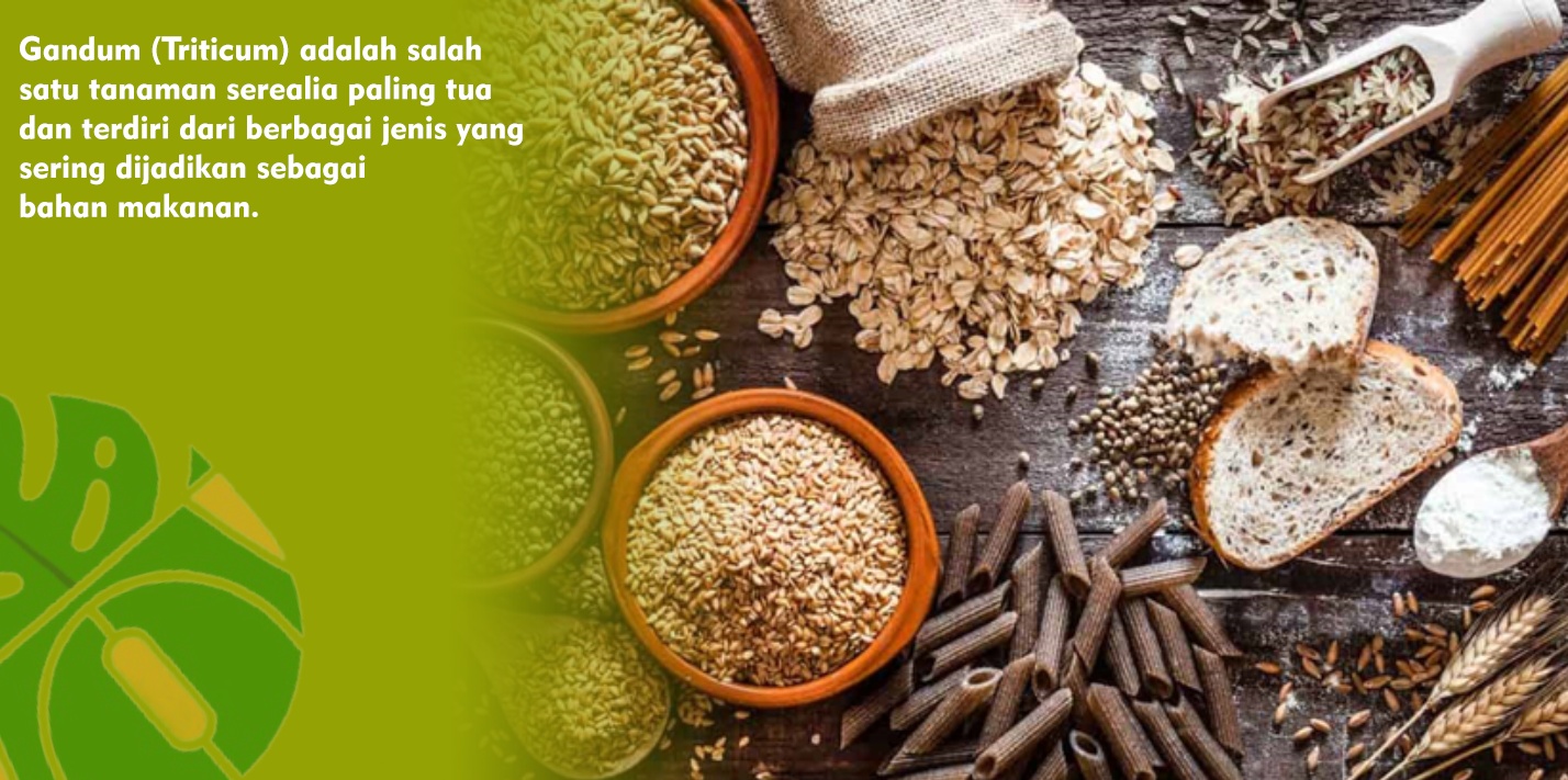 Mengulas Khasiat Gandum Bagus Untuk Menjaga Kesehatan Sistem Pencernaan